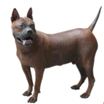 达州川东猎犬出售200元图片