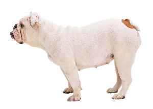 英国斗牛犬